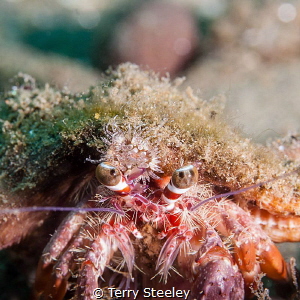 'Moving home.'
— Subal underwater housing, Canon 5D mk2,... by Terry Steeley 